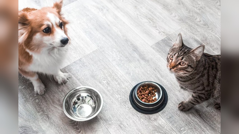 Dog Eating Cat Food Pancreatitis: Warning Signs & Prevention Tips