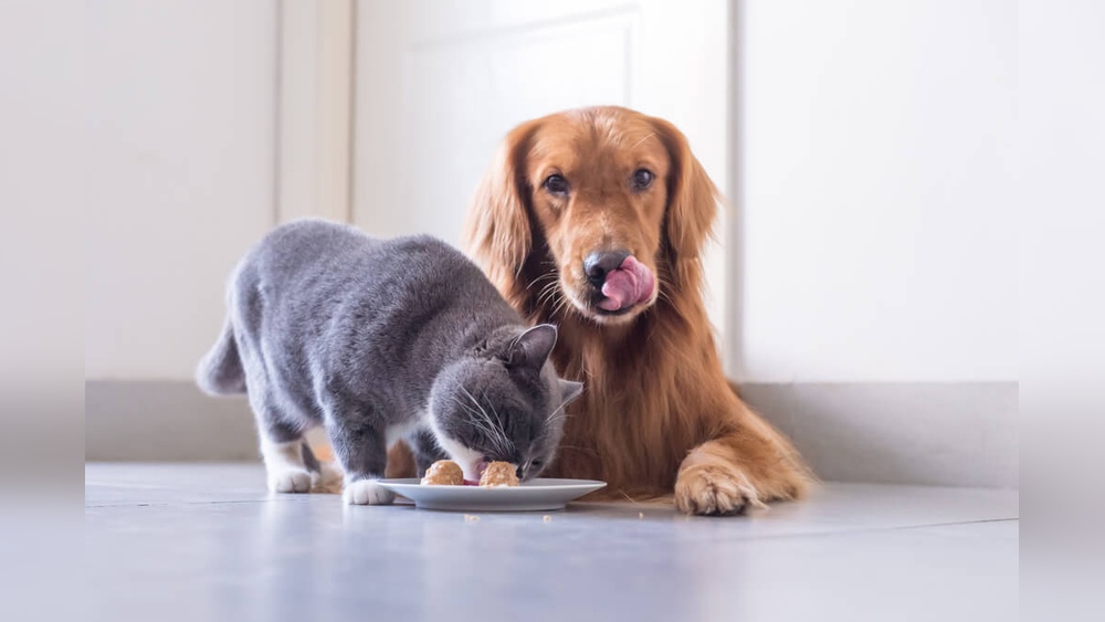 Dog Eating Cat Food Side Effects: Shocking Risks Every Owner Must Know