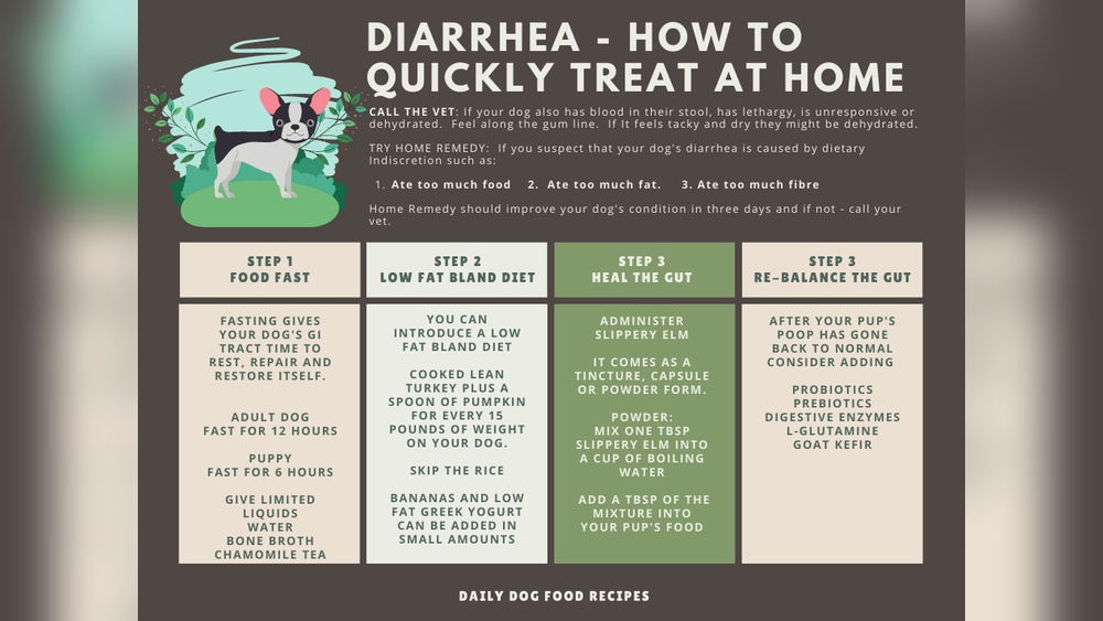 How Much Yogurt to Give Dog With Diarrhea: Safe Dosage Tips