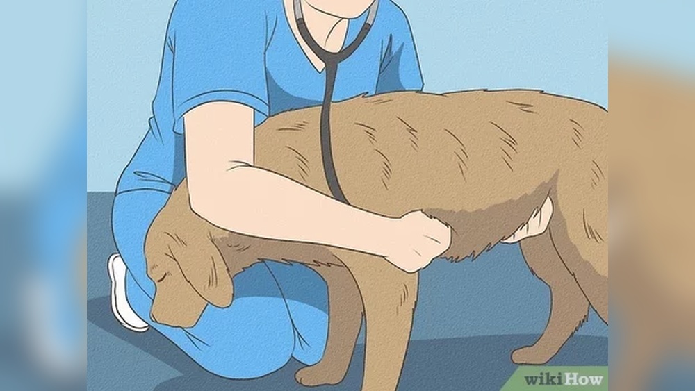 How to Stop Dog Eating Cat Poop in the Garden: Easy Tips That Work