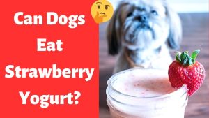 Is Strawberry Yogurt Good for Dogs: Surprising Health Benefits Revealed