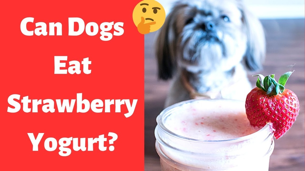 Is Strawberry Yogurt Good for Dogs: Surprising Health Benefits Revealed