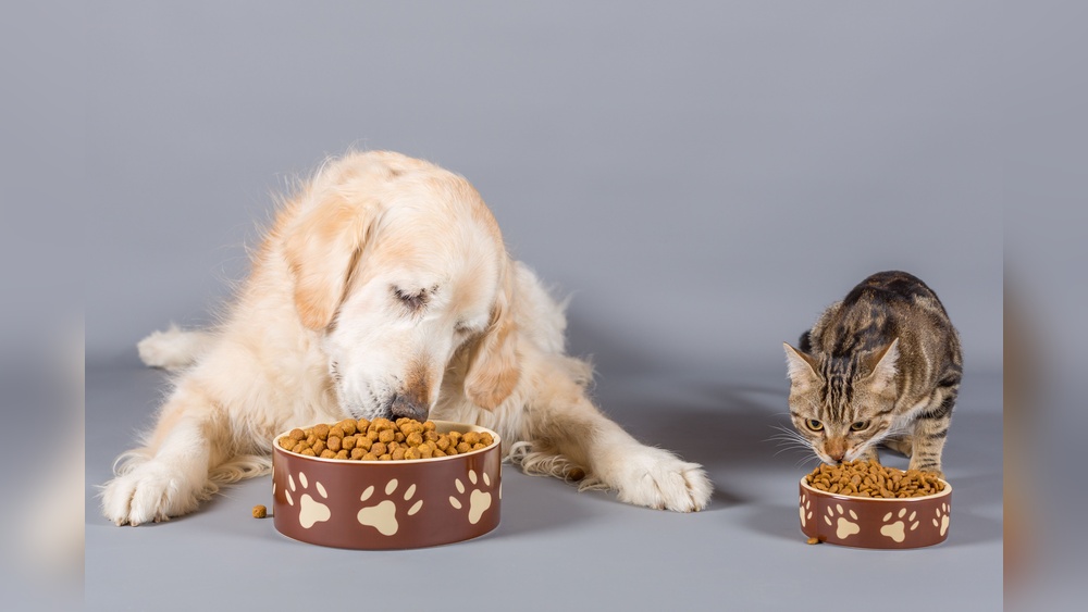 My Dog Ate Cat Food And Now Has Diarrhea: What To Do Fast