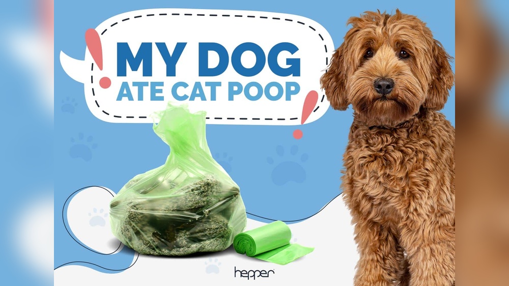 Symptoms of Dog Eating Cat Poop Home Remedies: Easy Tips to Help