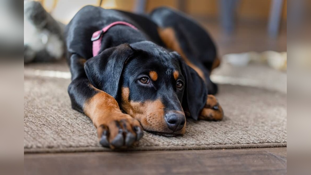 Can Dna Testing Help You Feed Your Dog Better