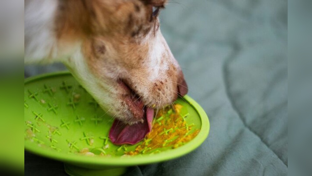 How Food Can Help An Anxious Dog