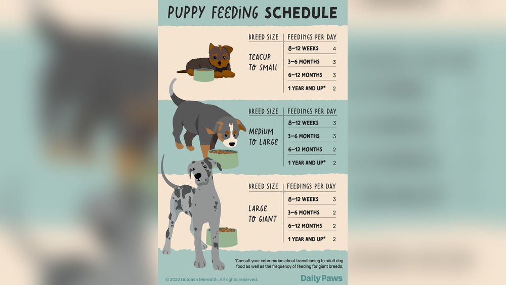 How To Feed A Puppy