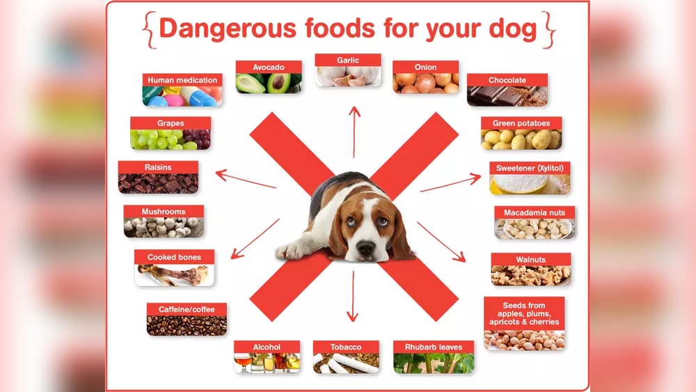 How To Feed Dog