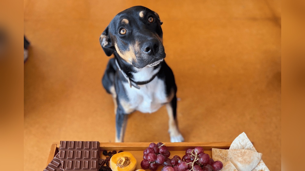 How To Stop Dog Begging