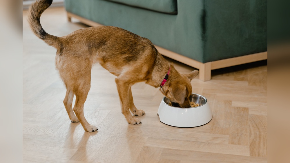 Open Farm Vs Stella And Chewy: Ultimate Pet Food Showdown 2026