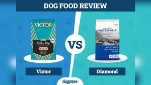 Victor Vs Diamond Dog Food: Ultimate Showdown for Your Pup’s Health