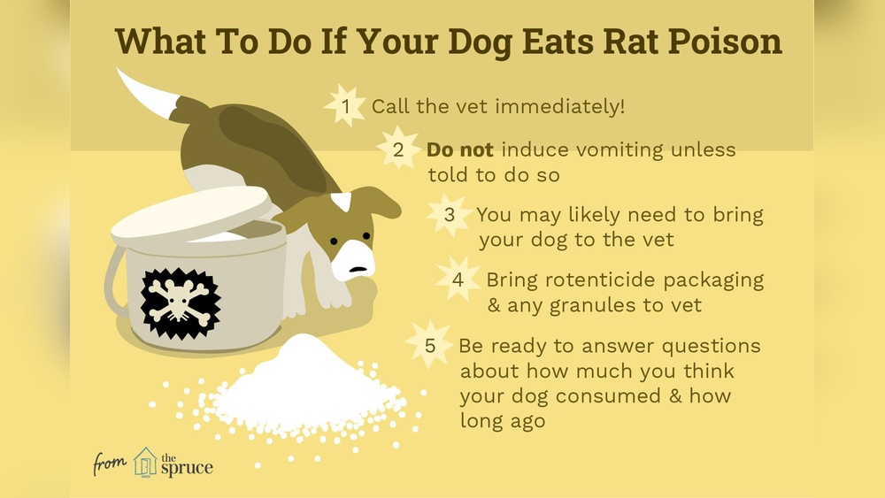 What To Do Dog Eats Toxic