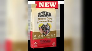 What To Feed A Rescue Dog