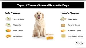 Can Dogs Eat Cheddar Cheese Everyday? Vet-Approved Guide