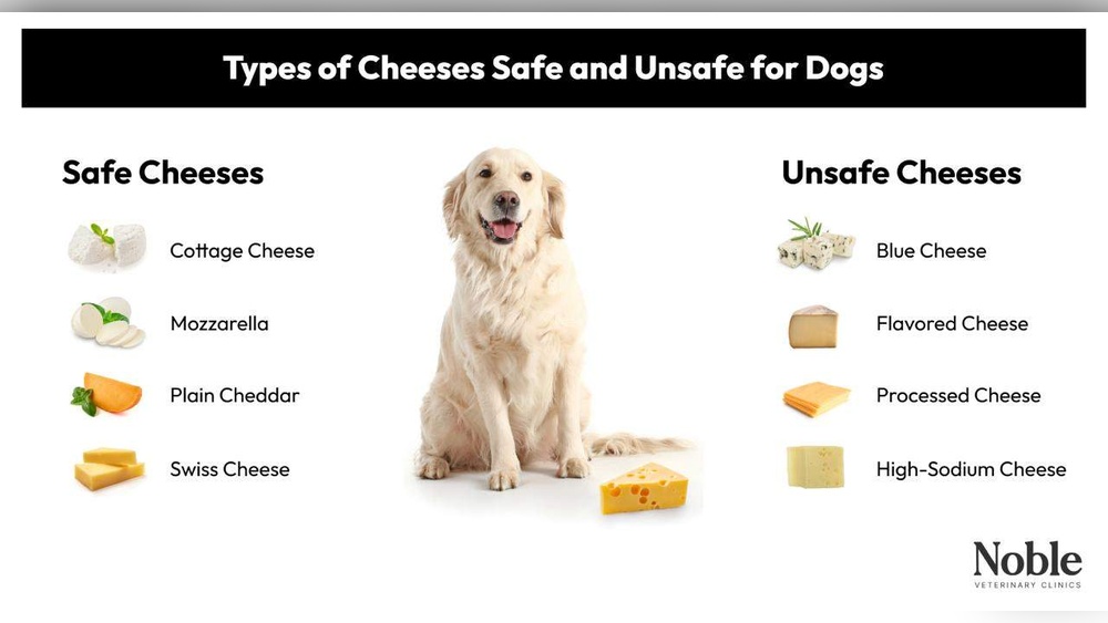 Is Swiss Cheese Good for Dogs