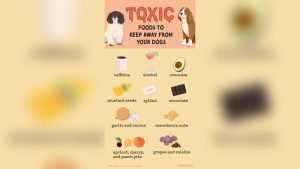 What Foods Are Toxic to Dogs