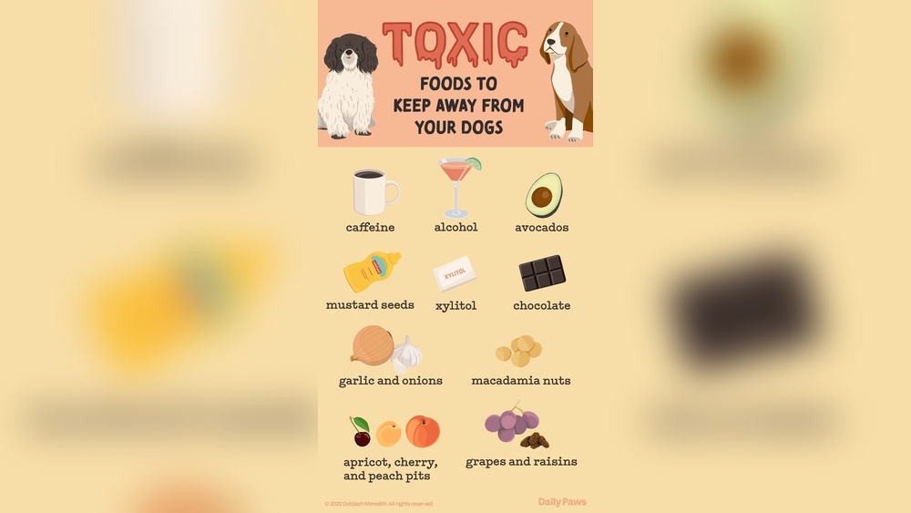 What Foods Are Toxic to Dogs
