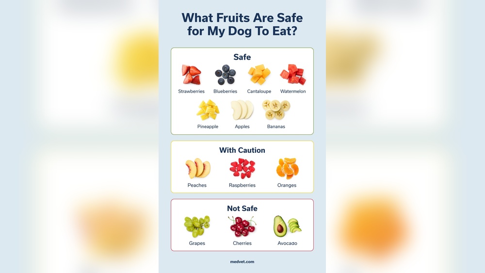 What Fruits Can Dogs Eat