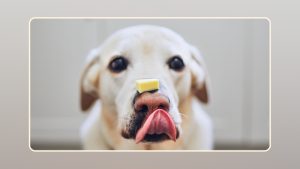 What Happens When a Dog Eats Cheese Everyday