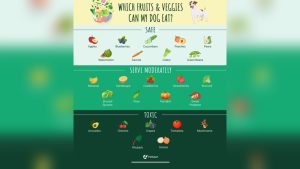 What Vegetables Can Dogs Eat