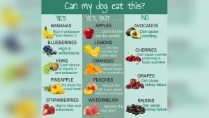 What Vegetables Can Dogs Not Eat