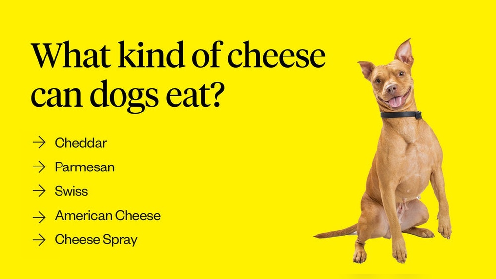 Can Dogs Eat American Cheese