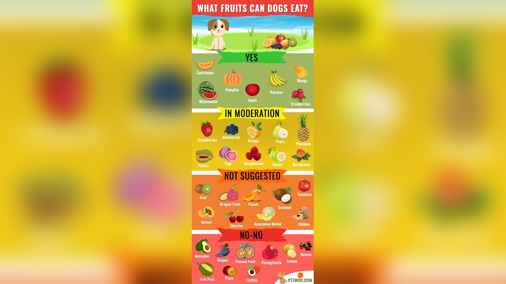 Can Dogs Eat Cantaloupe?