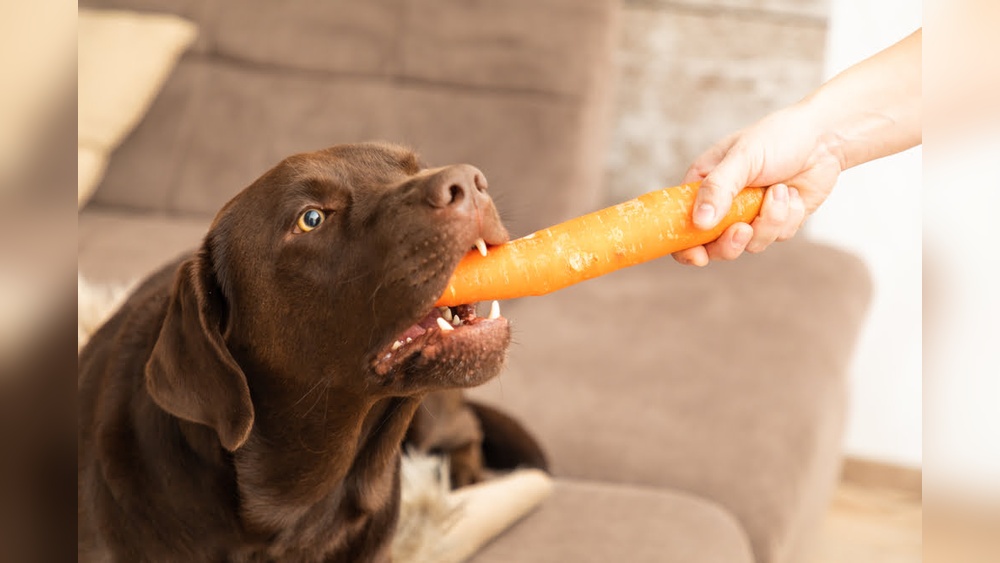 Can Dogs Eat Carrots