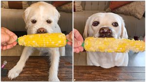 Can Dogs Eat Corn on the Cob?