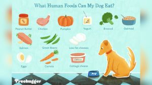 Can Dogs Eat Oatmeal?
