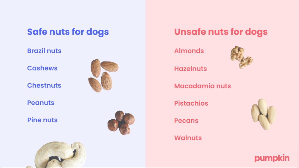 Can Dogs Eat Peanuts?