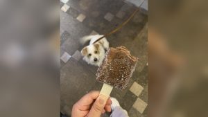 Can Dogs Eat Popsicles