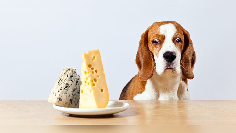 Can Dogs Eat Velveeta Cheese