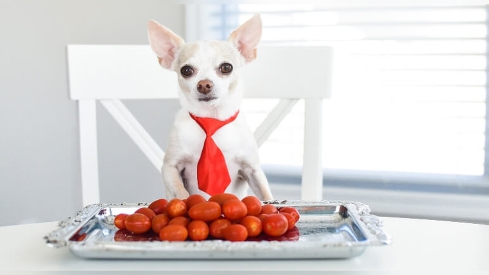 Can My Dog Eat Tomatoes?