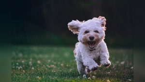 Is Gouda Cheese Safe for Dogs