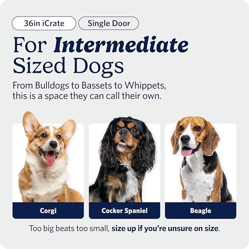 Best Crate For Vizsla Dogs