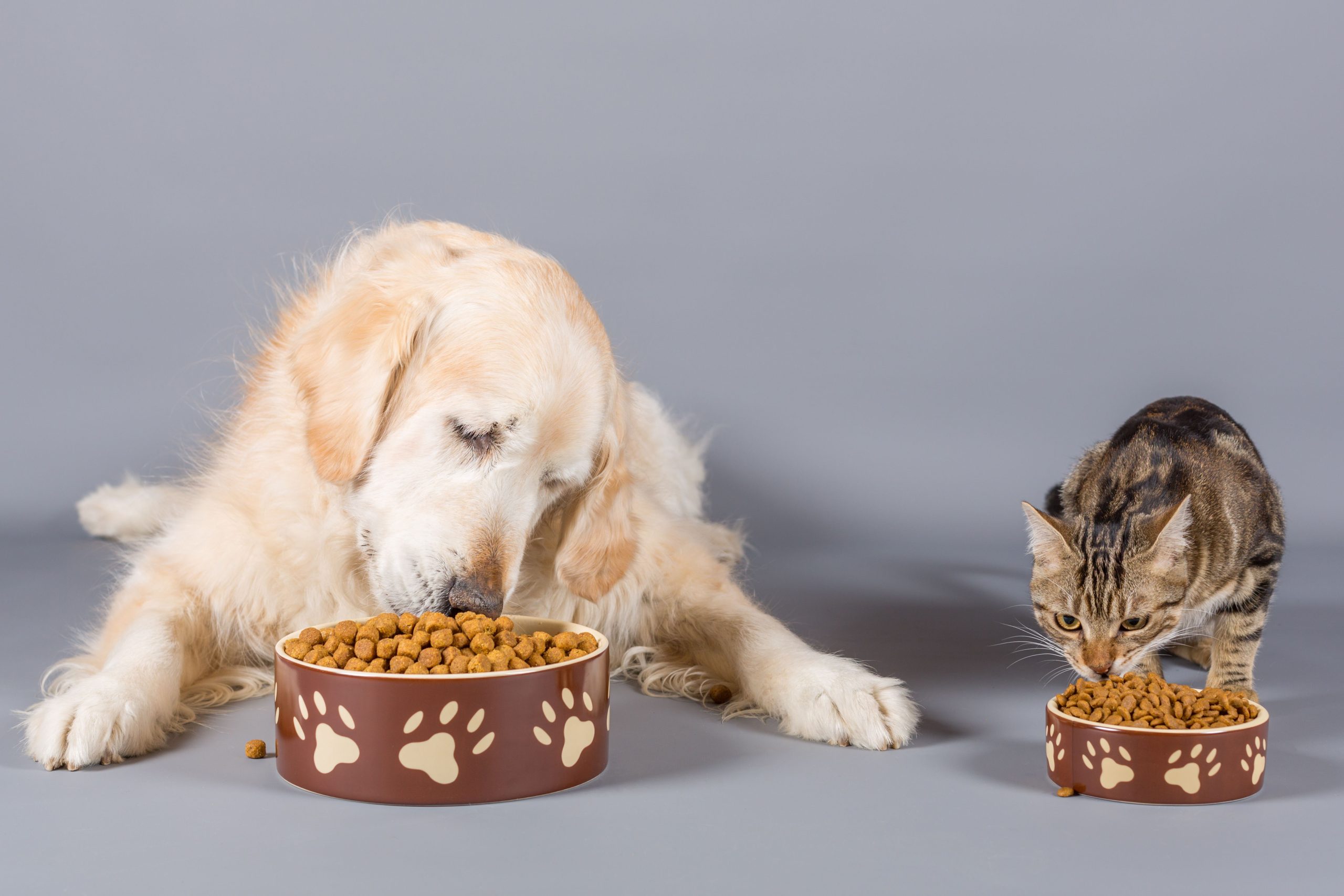 Can A Cat Eat Dog Food