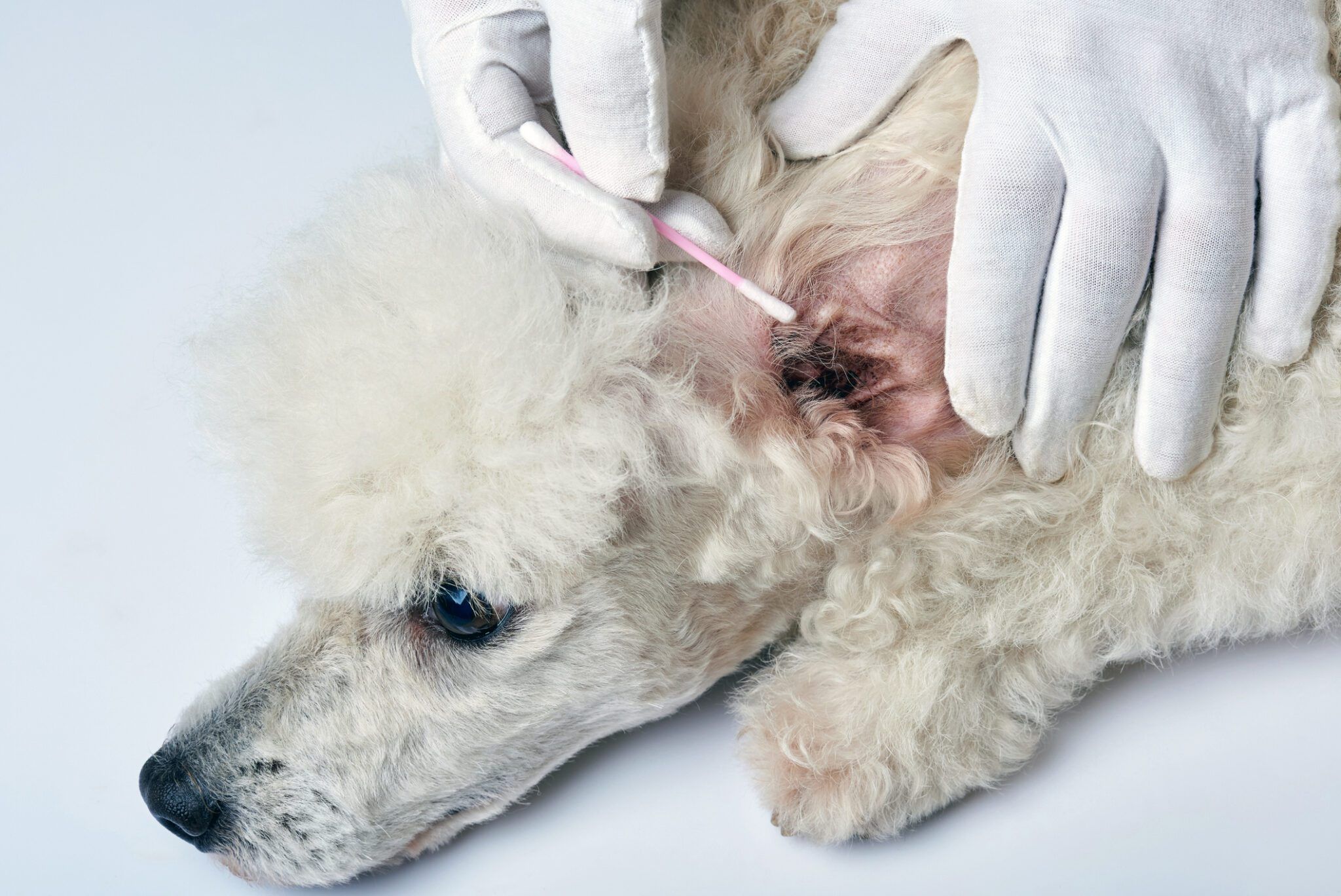 Dog Food Ingredients To Avoid For Yeast Infections