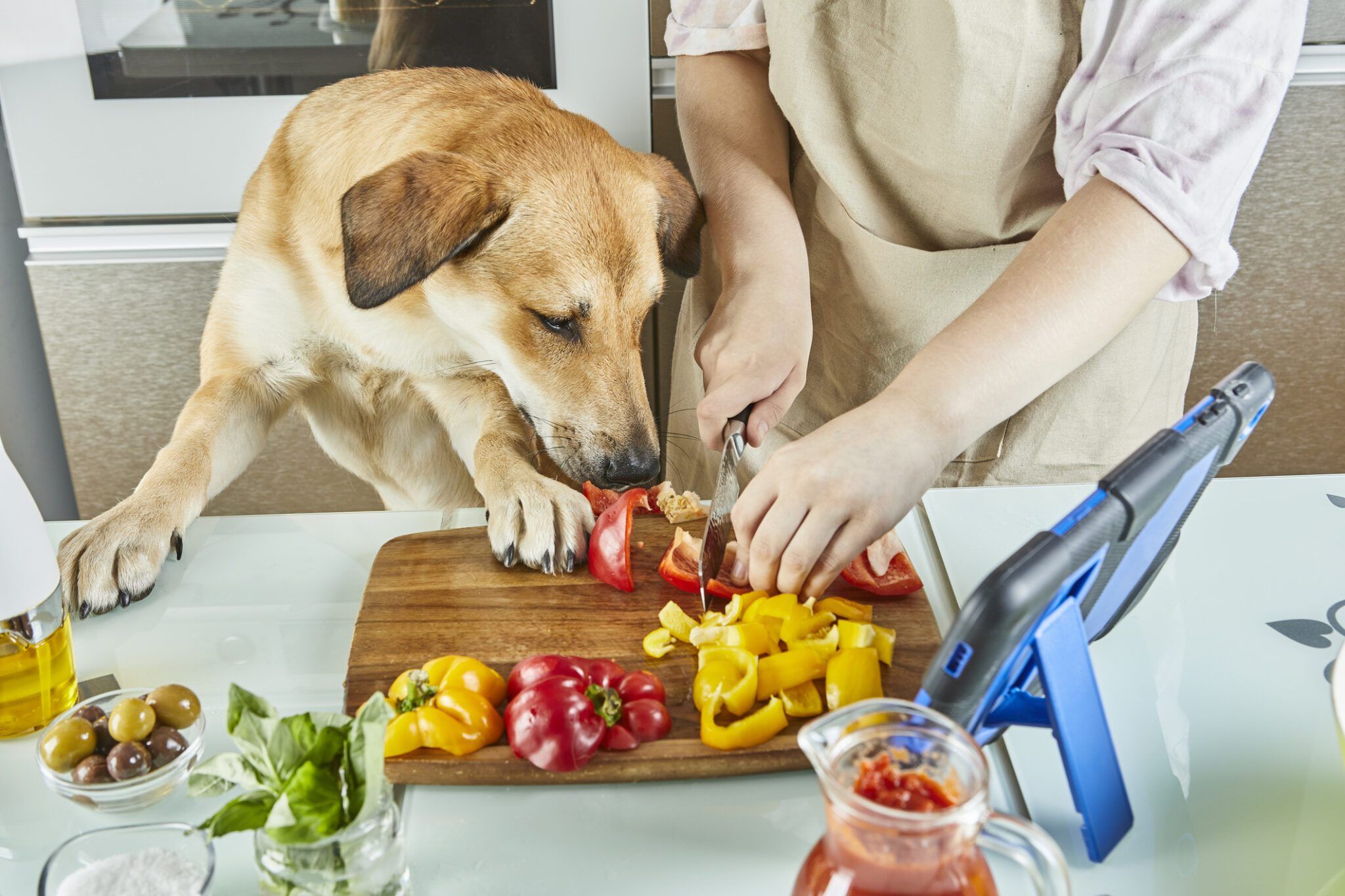 Can Dogs Taste Spicy Food