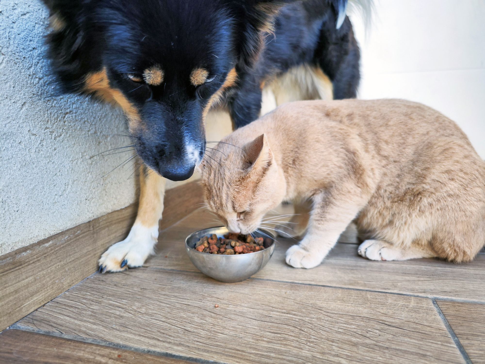Is Cat Food Bad For Dogs