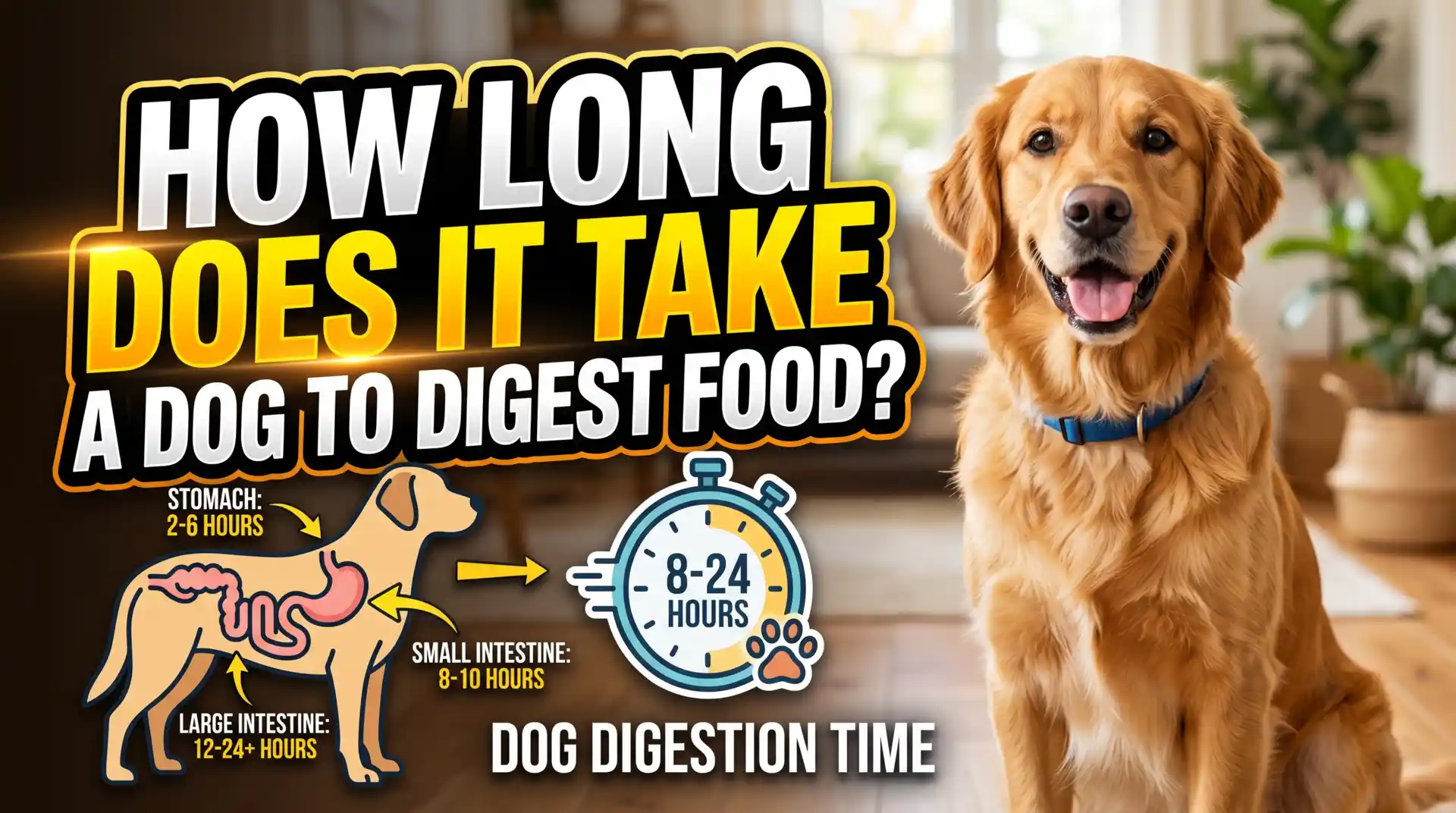 How Long Does It Take A Dog To Digest Food