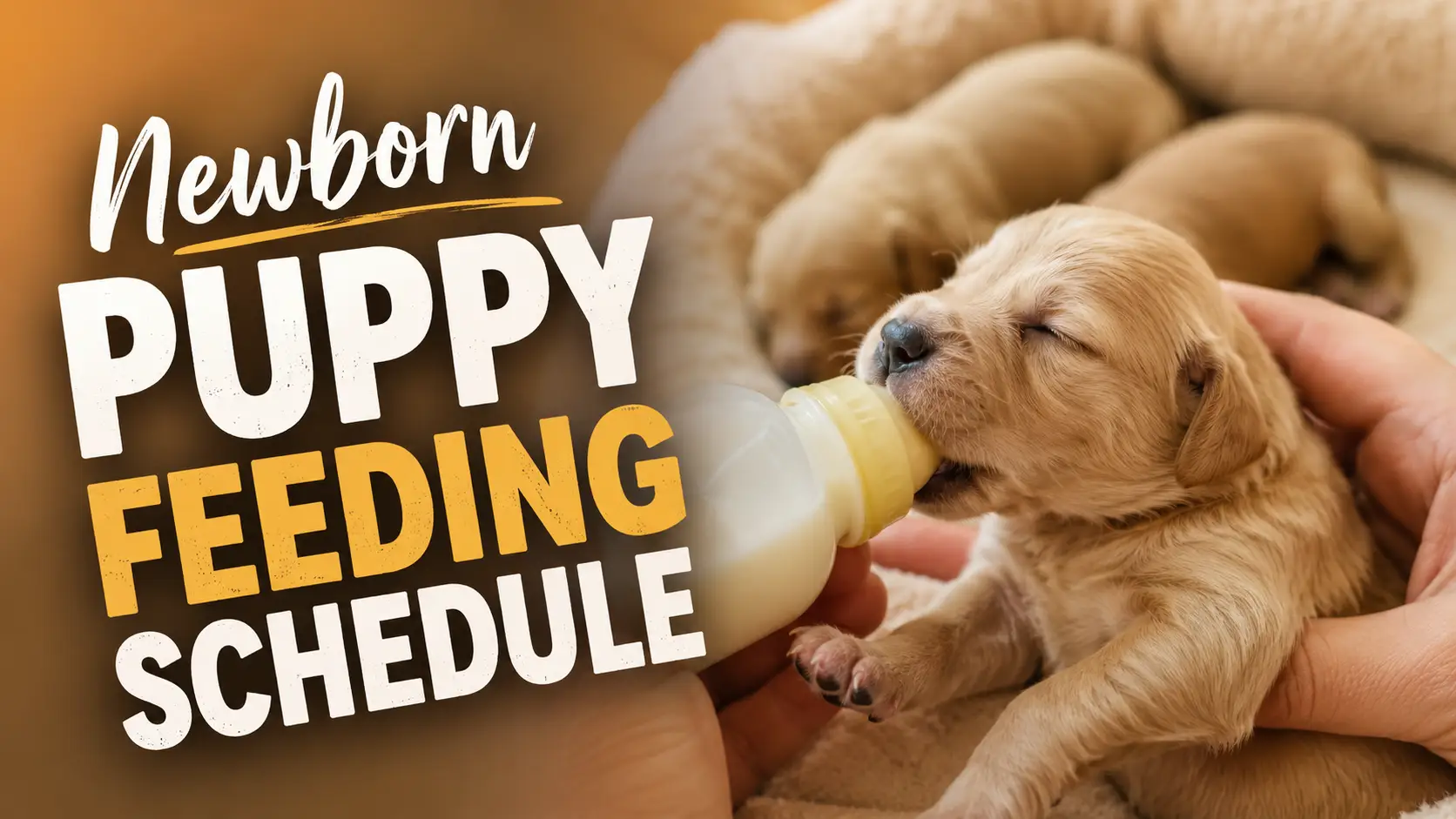 Newborn Puppy Feeding Schedule