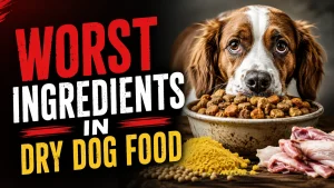 Worst Ingredients In Dry Dog Food
