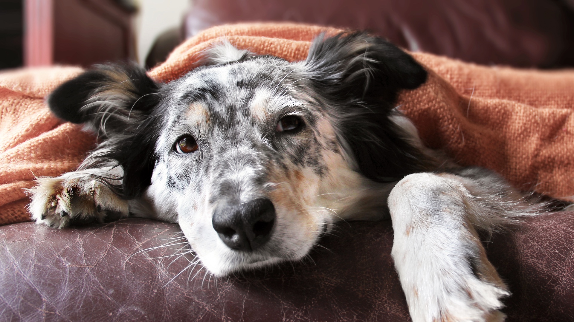 How Long Will A Dog Survive Without Food