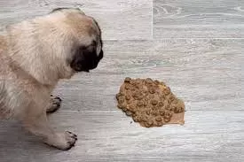 Why Is My Dog Throwing Up Undigested Food