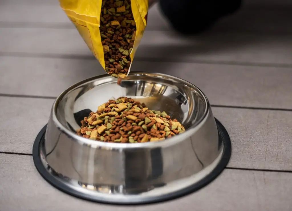 Can Adult Dogs Eat Puppy Food