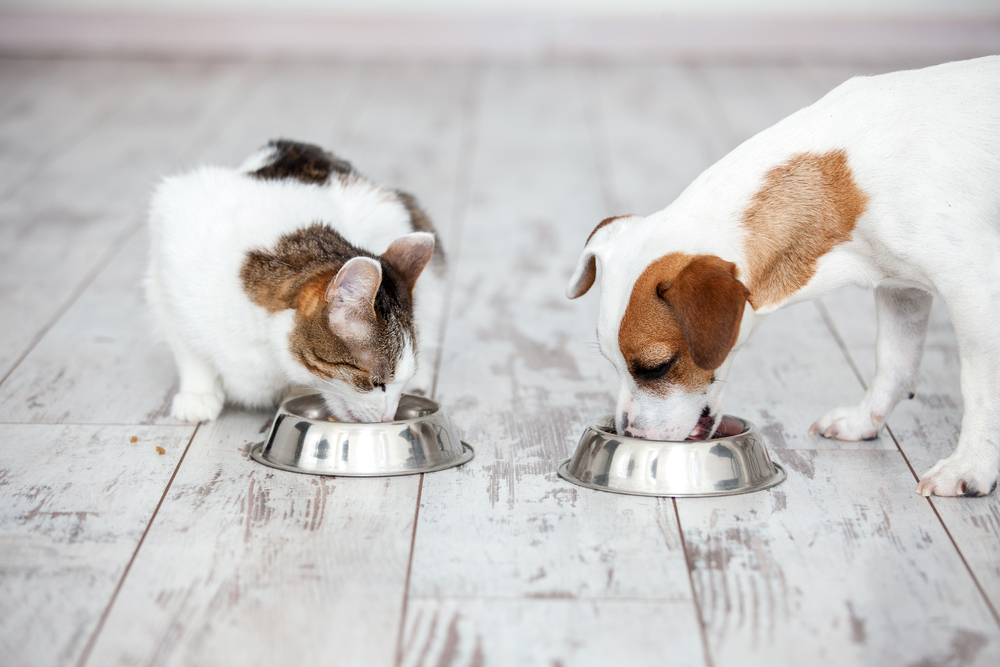 Can Cats Have Dog Food