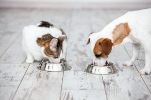 Can Dogs Eat Cat Food