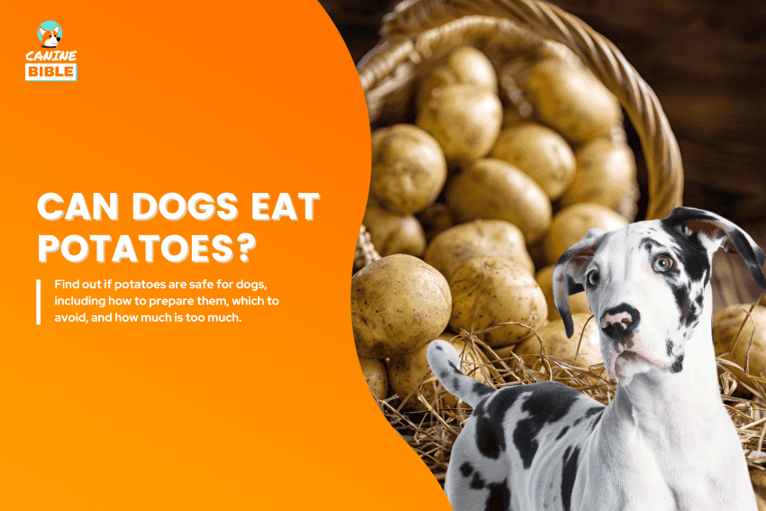 Are Potatoes In Dog Food Bad