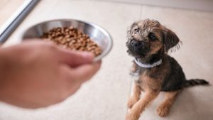 Can Puppies Eat Adult Dog Food